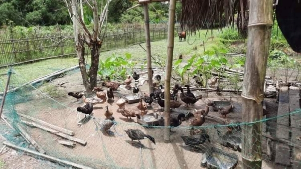 DA confirms 1st case of H5N9 bird flu strain in PH
