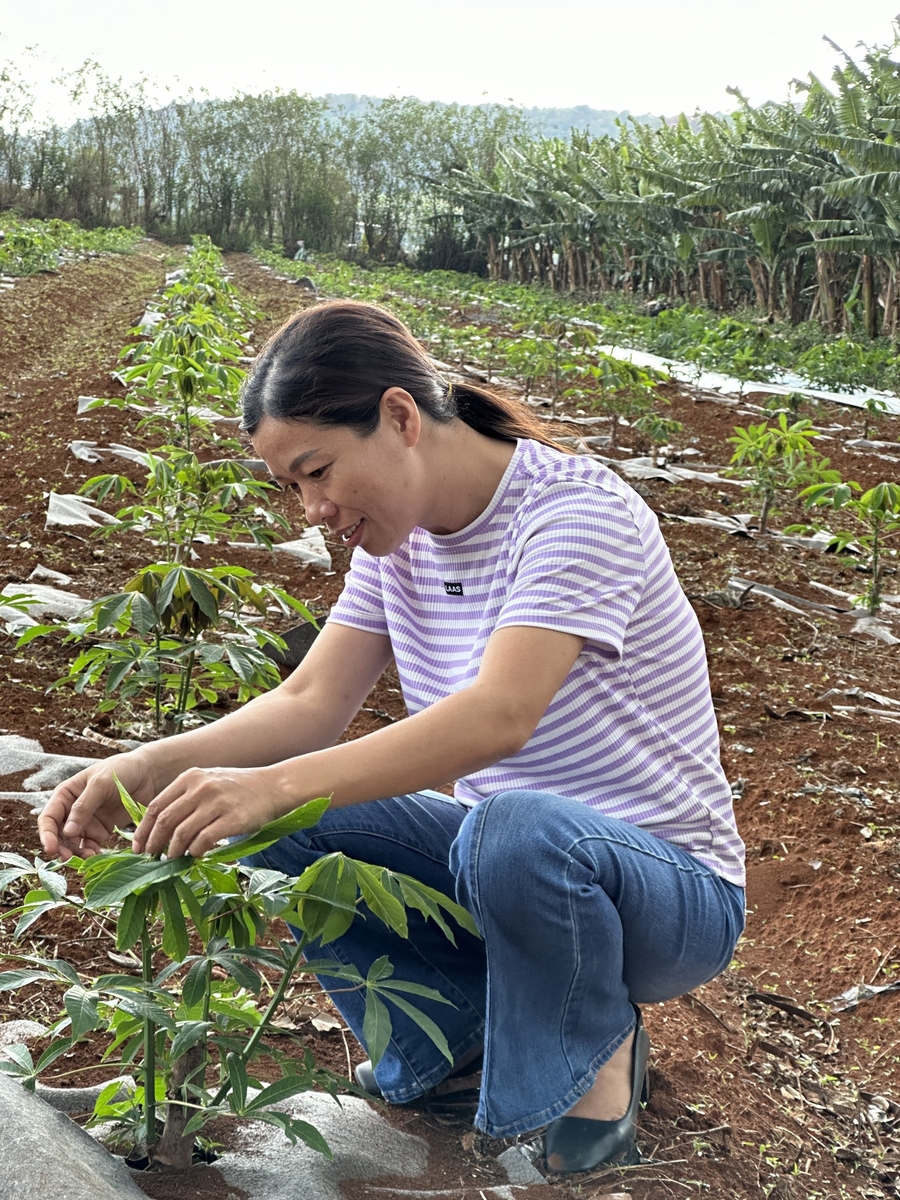 Australia-backed project aimed to improve cassava genetics in Vietnam