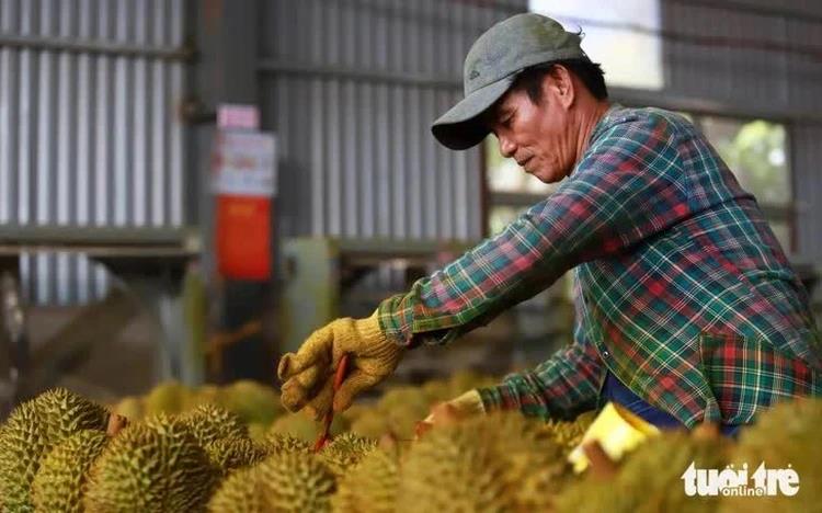 Vietnam firm seeks PM's intervention after cadmium-tainted durians rejected by China