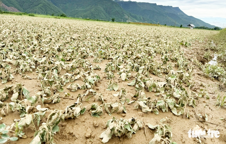 Off-season floods take heavy toll on crops in central Vietnam’s flood-prone district