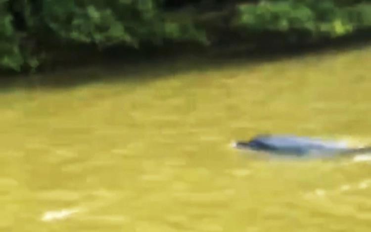 Dolphin spotted swimming in southern Vietnam river
