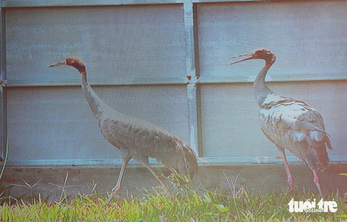 Sarus crane dies after transfer from Thailand to Vietnam conservation park