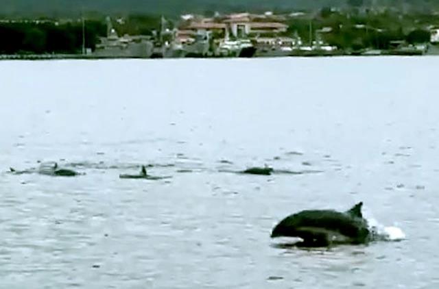 Dolphins delight visitors in Vietnam's Cam Ranh waters