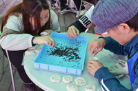 Volunteers use tweezers to plant eelgrass seeds onto agar gel slabs in Shiogama, Miyagi Prefecture, on Nov. 9.