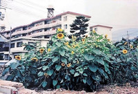 Sunflowers bloomed in 1995 on the site of the home of Haruka Kato, who died in a powerful earthquake in Kobe that year. (Courtesy of a Kobe nonprofit organization)