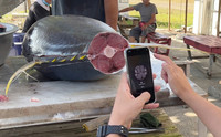Tuna Scope is used to assess the quality of yellowfin tuna at Kume Island, Okinawa Prefecture, in August 2022. (Courtesy of Dentsu)