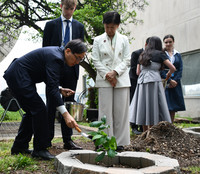 Kazuyuki Yamazaki, Japanese ambassador to the United Nations, plants a sapling from an atomic-bombed tree at the U.N. headquarters in New York on Monday.