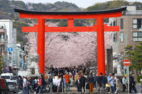 Cherry blossoms outside Tsurugaoka Hachimangu Shrine in Kamakura, Kanagawa Prefecture, on April 8