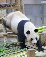 Rauhin, a 24-year-old female giant panda at the Adventure World amusement facility in the town of Shirahama, Wakayama Prefecture, on Friday