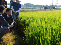 Japanese agriculture minister Shinjiro Koizumi (second from left) inspects a rice field in Paju, Gyeonggi Province, South Korea, on Sunday.