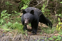 An Asian black bear in the city of Iida, Nagano Prefecture, on April 27